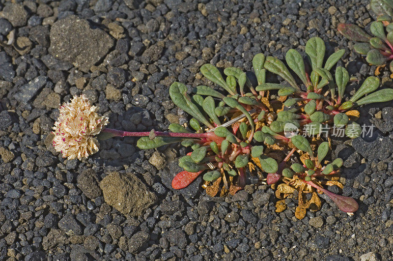Pussy Paws, Calyptridium umbellatum, Cinder Cone, Lassen国家公园，加利福尼亚;喀斯喀特山脉。Montiaceae